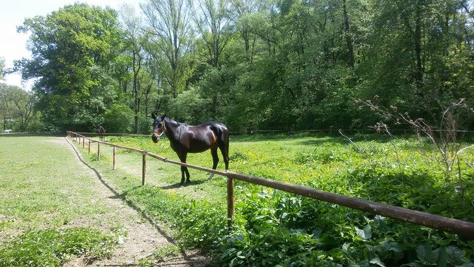 JK ProHorses Galerie 2